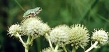prickly looking green round flowers with small darker green frog on top preparing to jump